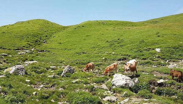 коровы плато Гуниб