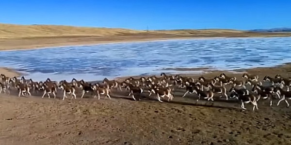озеро цинхайху