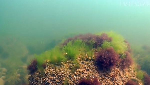 Флора Балтийского моря