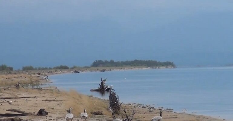 Остров Ярки